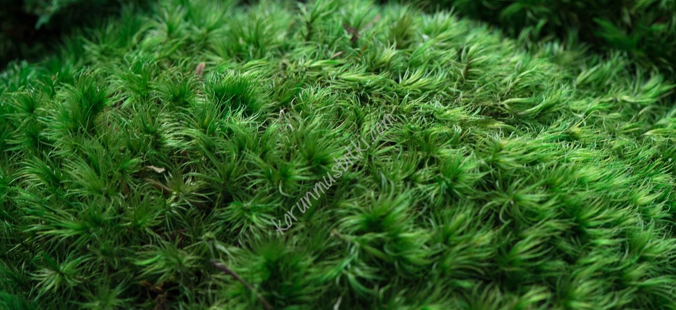 korunmuş kara yosunu provence moss