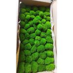 korunmuş top yosun -  top yosun