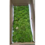 korunmuş top yosun -  top yosun