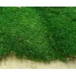 karan yosunu panel yeşil