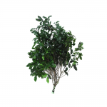 korunmuş pitosporum yeşil bitki