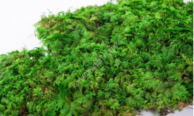 preserved fern moss 001