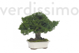 korunmuş bonsai ardıç juniperus 15 cm