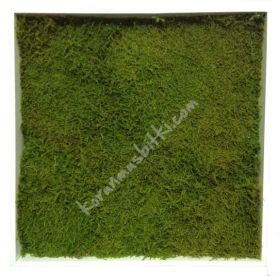 stabilized moss panel 50*50