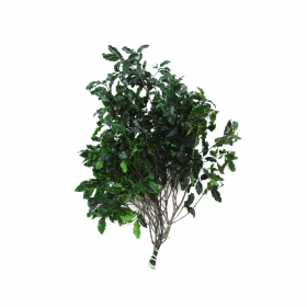 korunmuş pitosporum yeşil bitki