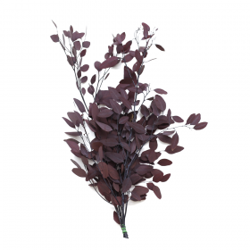 korunmuş populus bordo bitki