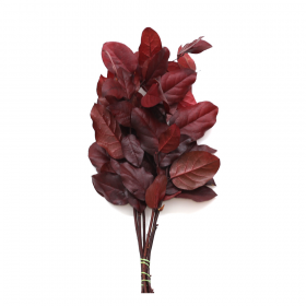 korunmuş salal bordo bitki