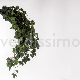 korunmuş hedera feuilles vert bitki