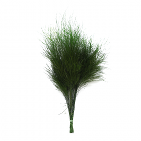 korunmuş tiki fern yeşil bitki