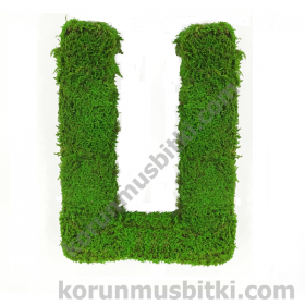 Preserved Moss Letter U