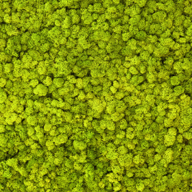 liken ren geyiği yosunu spring green yeşil