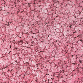 liken ren geyiği yosunu pink