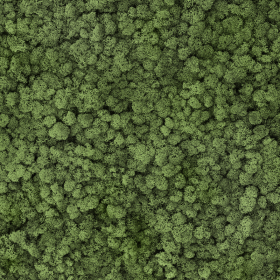 liken ren geyiği yosunu medium green yeşil