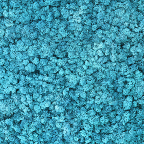 liken ren geyiği yosunu ice blue mavi