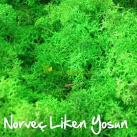 Reindeer Moss Light green