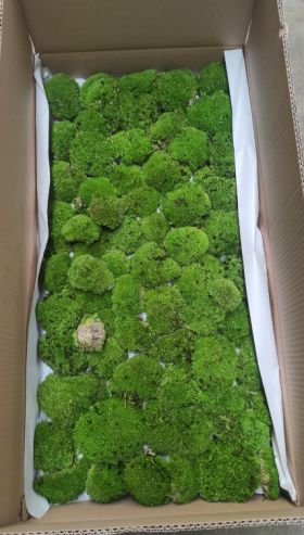 korunmuş top yosun -  top yosun