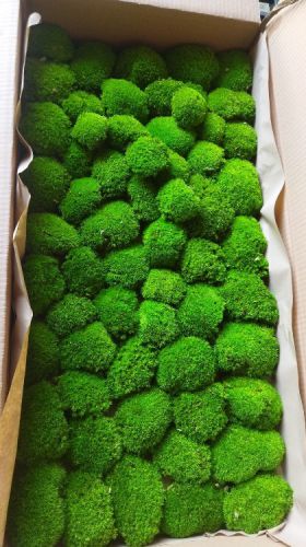 korunmuş top yosun -  top yosun