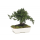 korunmuş bonsai ardıç juniperus 15 cm