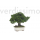 korunmuş bonsai ardıç juniperus 15 cm