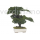 preserved juniperus bonsai 50