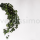 korunmuş hedera feuilles vert bitki