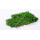 preserved fern moss
