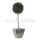 korunmuş topiary küre thuya ağaç