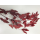 preserved Eucalyptus red