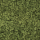 liken ren geyiği yosunu old green yeşil